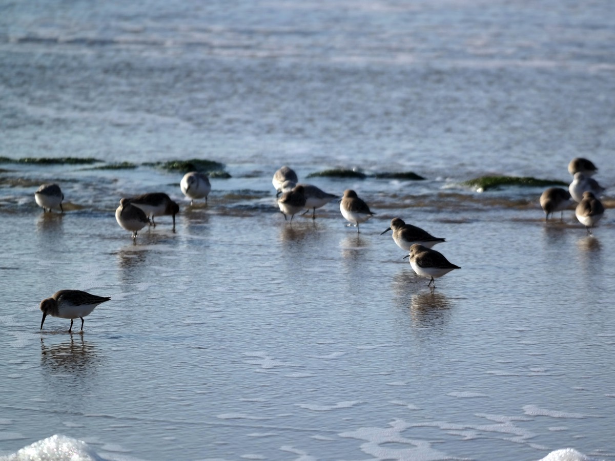 Birdwatching in the Vendee